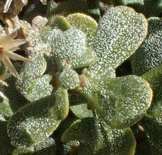 Ericameria cuneata Leaf